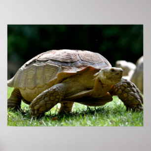 Afrikaanse rode tortoise op gras briefkaart poster