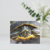 Afrikaanse schildpad briefkaart (Staand voorkant)