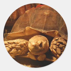 Afrikaanse schildpad ronde sticker