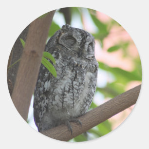 Afrikaanse Scops slapen in een boom Ronde Sticker