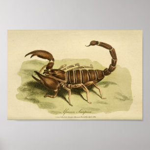  Afrikaanse Scorpion Natural History print