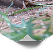 Afrikaanse slak poster (Hoek)