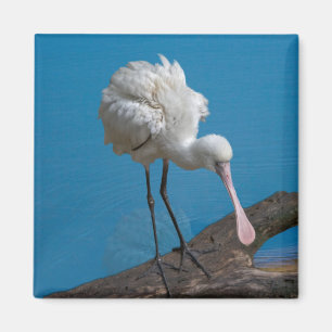 Afrikaanse Spoonbill Magnet Magneet