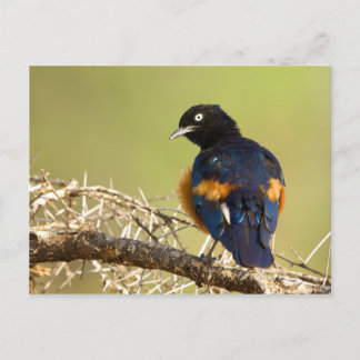 Afrikaanse Starling Briefkaart
