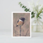 Afrikaanse Stonechat Bird Briefkaart (Staand voorkant)