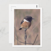 Afrikaanse Stonechat Bird Briefkaart (Voorkant / Achterkant)