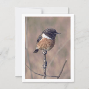 Afrikaanse Stonechat Bird Briefkaart