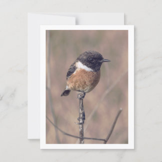 Afrikaanse Stonechat Bird Briefkaart