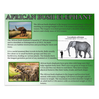 Afrikaanse Struik Elephant Foto Afdruk