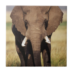 Afrikaanse Struik Elephant Tegeltje