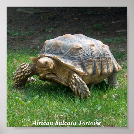 Afrikaanse Sulcata Tortoise Poster (Voorkant)