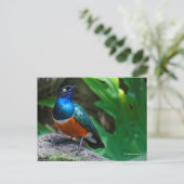 Afrikaanse superstekelstaarster briefkaart (Staand voorkant)