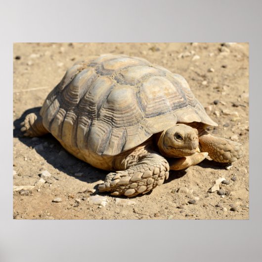 Afrikaanse tortoise ter plekke poster (Voorkant)