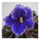 Afrikaanse Violet Blooming Perfect Poster (Voorkant)