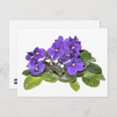 Afrikaanse violet briefkaart (Voorkant / Achterkant)