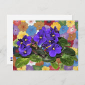 Afrikaanse violet briefkaart (Voorkant / Achterkant)