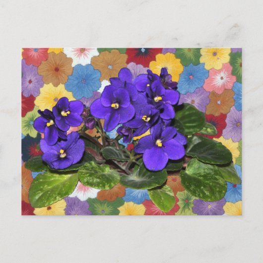 Afrikaanse violet briefkaart (Voorkant)