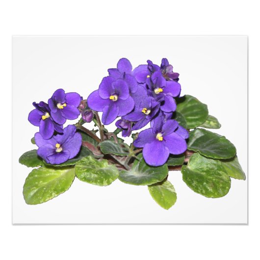 Afrikaanse violet foto afdruk (Voorkant)