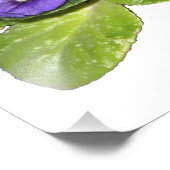 Afrikaanse violet foto afdruk (Hoek)