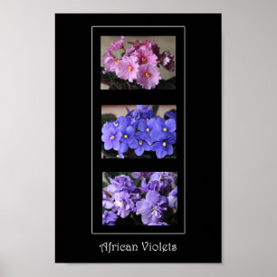 Afrikaanse Violet Poster