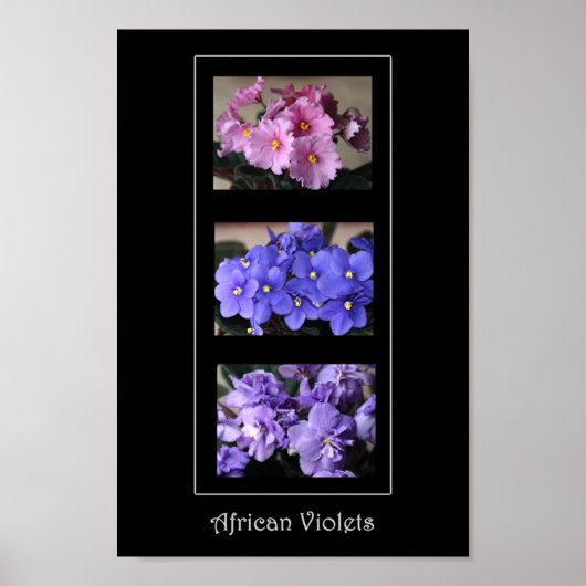 Afrikaanse Violet Poster (Voorkant)