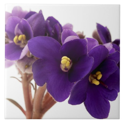 Afrikaanse violet tegeltje (Voorkant)