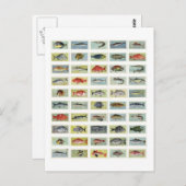 Afrikaanse vis briefkaart (Voorkant / Achterkant)