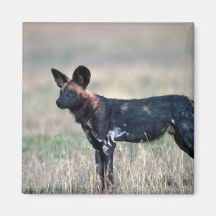 Afrikaanse Wild Dog Magneet