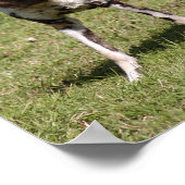 Afrikaanse Wild Dog Poster (Hoek)