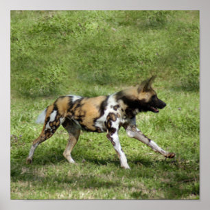 Afrikaanse Wild Dog Poster