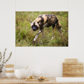 Afrikaanse Wilde Dog (Lycaon Pictus), Madikwe Game Poster (Keuken)