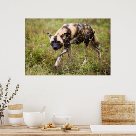 Afrikaanse Wilde Dog (Lycaon Pictus), Madikwe Game Poster (Keuken)