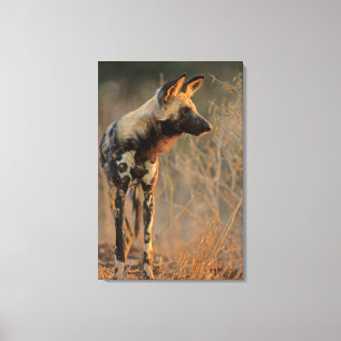 Afrikaanse Wilde Hond (Lycaon Pictus), Kruger Canvas Afdruk