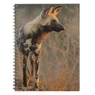 Afrikaanse Wilde Hond (Lycaon Pictus), Kruger Notitieboek