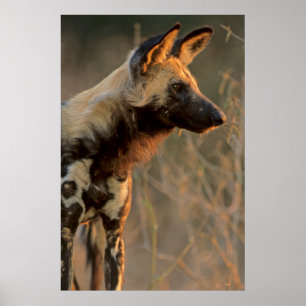 Afrikaanse Wilde Hond (Lycaon Pictus), Kruger Poster