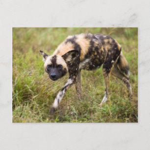 Afrikaanse Wilde Hond (Lycaon Pictus), Madikwe Gam Briefkaart
