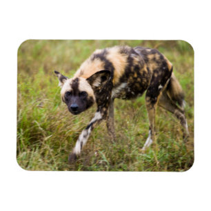 Afrikaanse Wilde Hond (Lycaon Pictus), Madikwe Gam Magneet