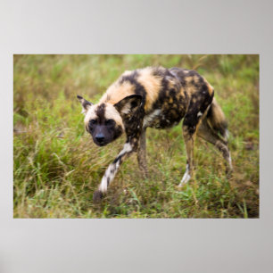 Afrikaanse Wilde Hond (Lycaon Pictus), Madikwe Gam Poster