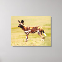 Afrikaanse Wilde Hond (Lycaon Pictus) Staand