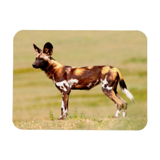 Afrikaanse Wilde Hond (Lycaon Pictus) Staand Magneet (Horizontaal)