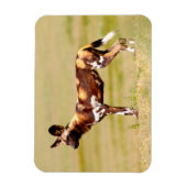 Afrikaanse Wilde Hond (Lycaon Pictus) Staand Magneet (Verticaal)