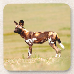 Afrikaanse Wilde Hond (Lycaon Pictus) Staand Onderzetter