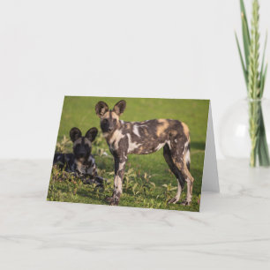 Afrikaanse wilde honden in Tanzania Kaart