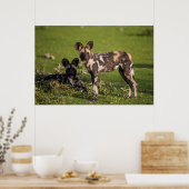 Afrikaanse wilde honden in Tanzania Poster (Keuken)
