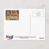 AFRIKAANSE ZEBRA (Mojisola Onifade) Briefkaart (Achterkant)