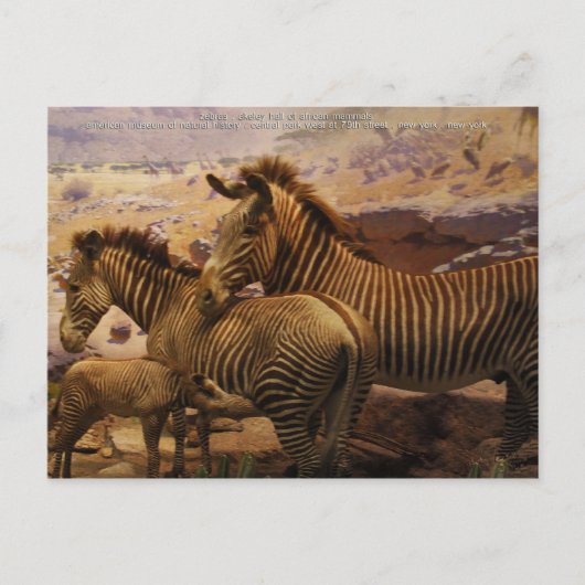 afrikaanse zebras briefkaart (Voorkant)