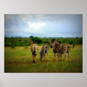 Afrikaanse Zebras in een natuurlijke omgeving Poster