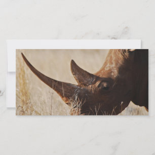 Afrikaanse zwarte neushoorn met grote hoorns