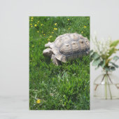 Afrikaanse zwavelschildpad briefpapier (Staand voorkant)