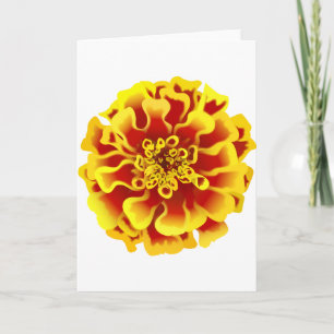 Afrikaantje Bloem Kaart